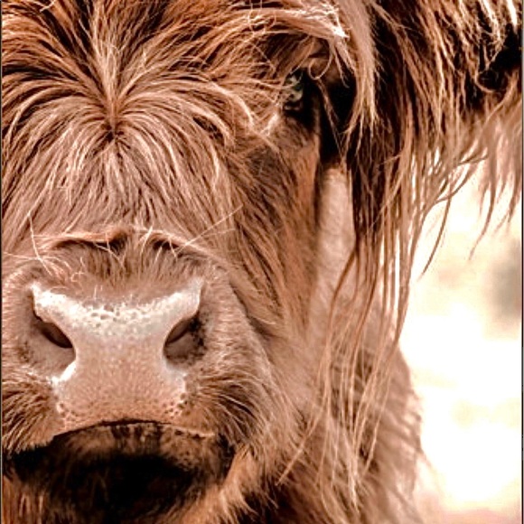 Light brown/orange shaggy hair highland cow print 8.5x11 - Picture 1 of 1